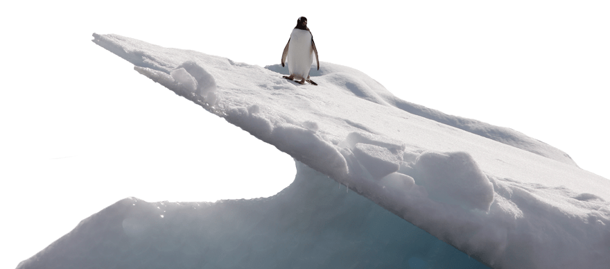Pinguin auf Eis