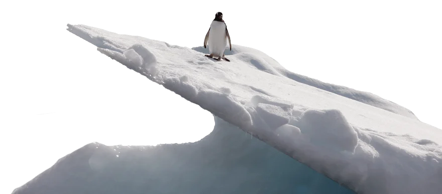 Pinguin auf Eis
